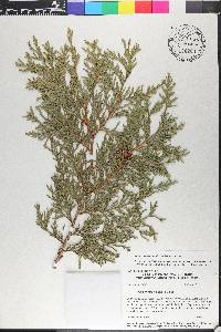 Thuja plicata image