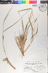 Setaria setosa image