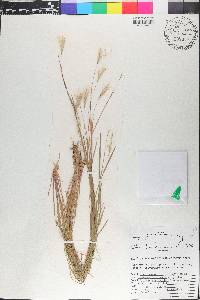 Andropogon leucostachyus image