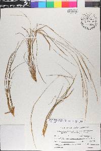 Setaria utowanaea image