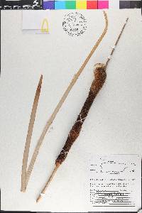 Typha domingensis image