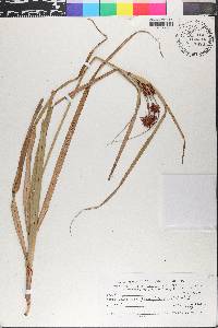 Cyperus planifolius image
