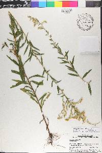 Solidago leavenworthii image