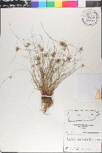 Cyperus flavescens image