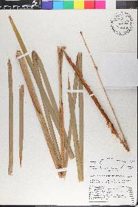 Typha domingensis image