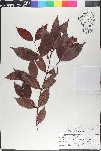 Myrcia leptoclada image
