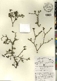 Tabebuia microphylla image