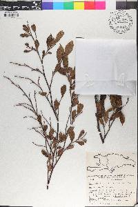 Coccoloba pauciflora image