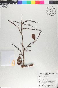 Coccoloba wrightii image