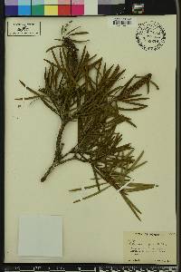 Callistemon rigidus image
