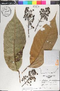 Schefflera morototoni image