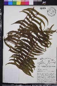 Polypodium loriceum image