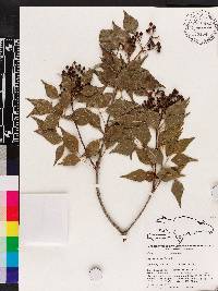 Amyris elemifera image