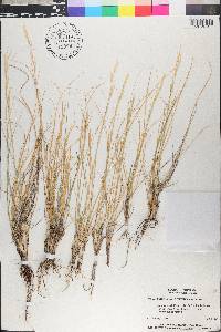 Hesperostipa spartea image