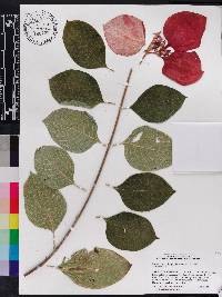 Mussaenda erythrophylla image