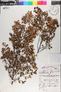 Cleyera vaccinioides image