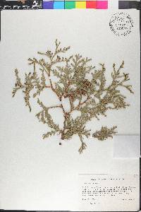 Thuja occidentalis image