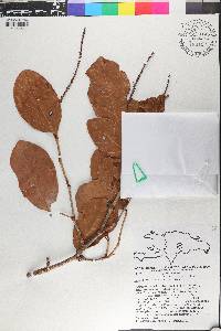 Coccoloba costata image