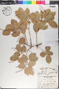 Coccoloba krugii image