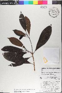 Pouteria caimito image