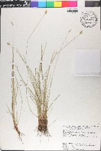 Fimbristylis ovata image