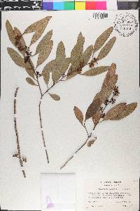 Eucalyptus camphora image