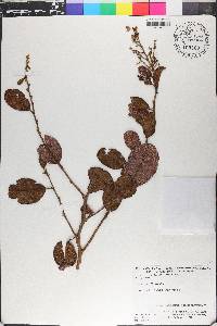 Davilla kunthii image