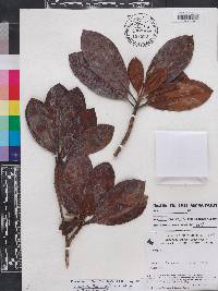 Duroia fusifera image