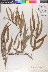 Eucalyptus viminalis image
