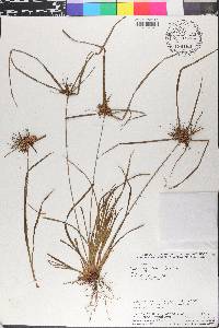 Cyperus entrerianus image