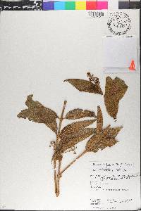 Miconia ibaguensis image