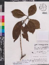Rudgea sclerocalyx image