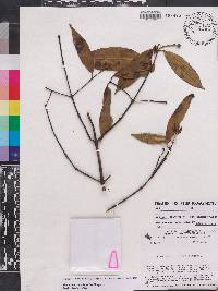 Faramea parvibractea image