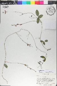 Galactia mollis image