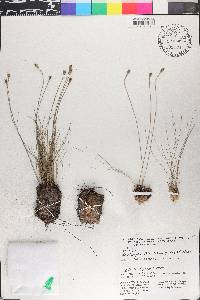 Bulbostylis paradoxa image