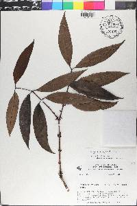 Eugenia egensis image