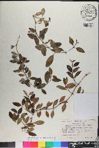 Codonanthopsis crassifolia image