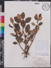 Rufodorsia congestiflora image