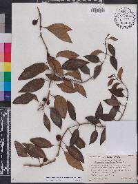 Codonanthopsis crassifolia image
