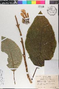 Solenophora purpusii image
