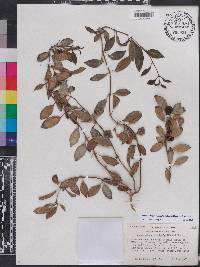 Codonanthopsis crassifolia image