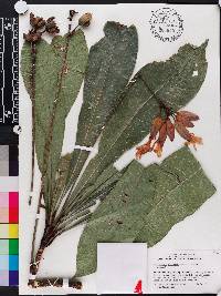 Erythrochiton brasiliensis image