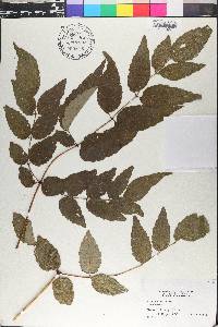 Aralia bipinnata image