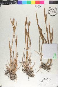 Phleum alpinum image