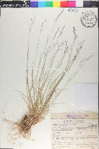 Agrostis pallens image