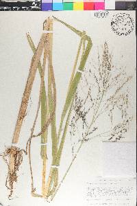 Glyceria grandis image