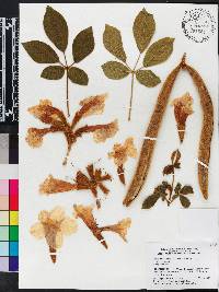 Handroanthus ochraceus image