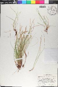 Carex lucorum var. austrolucorum image