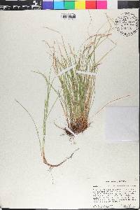 Carex lucorum image