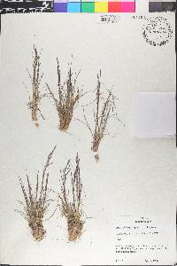 Poa secunda var. nevadensis image